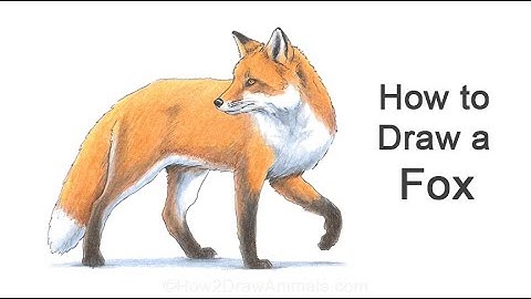 How to Draw a Fox