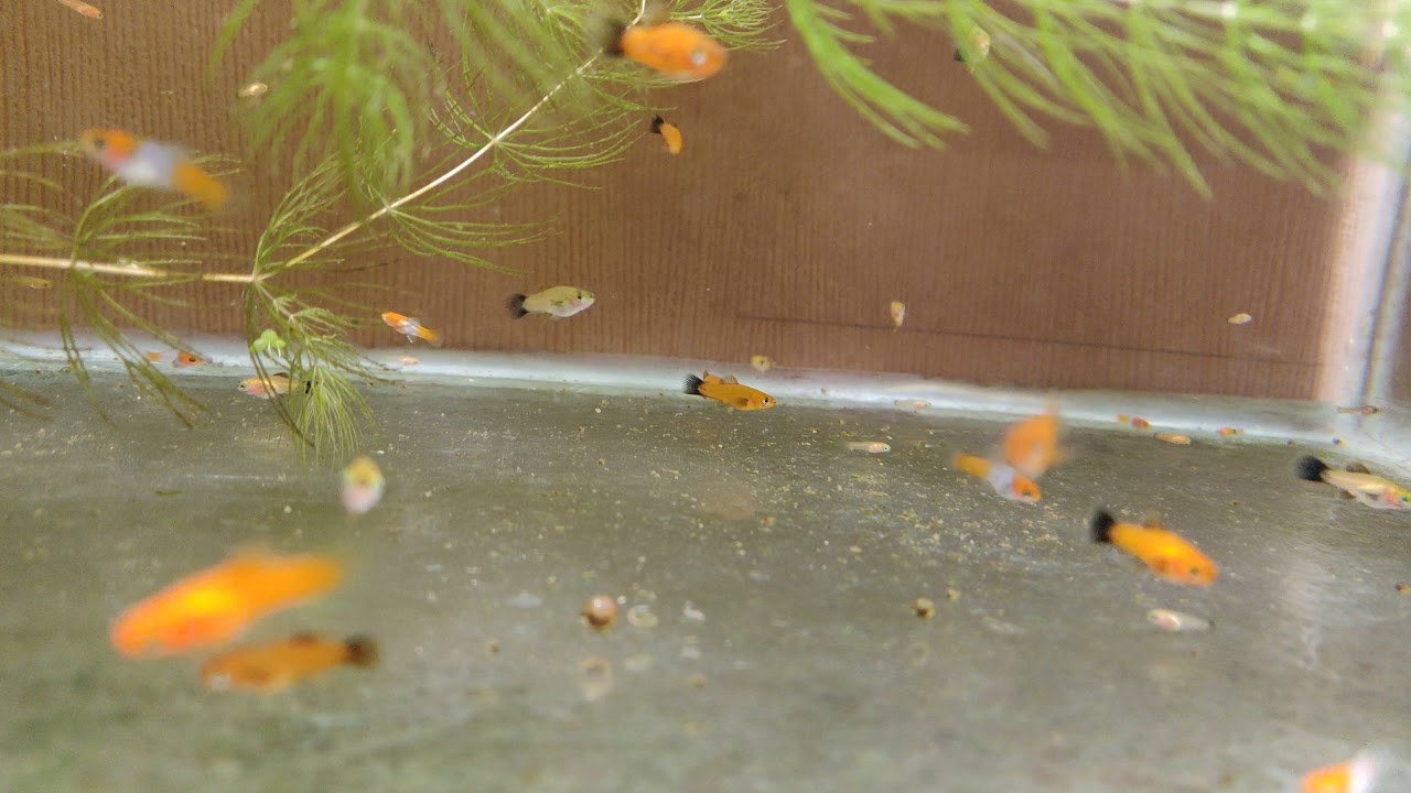 Мальки меченосцев 1 день Мальки меченосцев 1 день