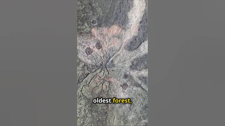 World's Oldest Forest Found in New York! 2024-09-21