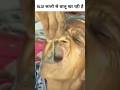 63 सालो से बालू खाती है एक औरत #shorts #viral #facts #shortsfeed #education