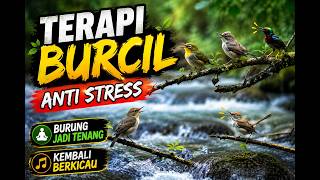 🔥 TERAPI BURCIL ANTI STRES! SUARA SUNGAI MENGALIR   KICAU BURCIL 🐦 BIKIN TENANG DAN KEMBALI BERKICAU