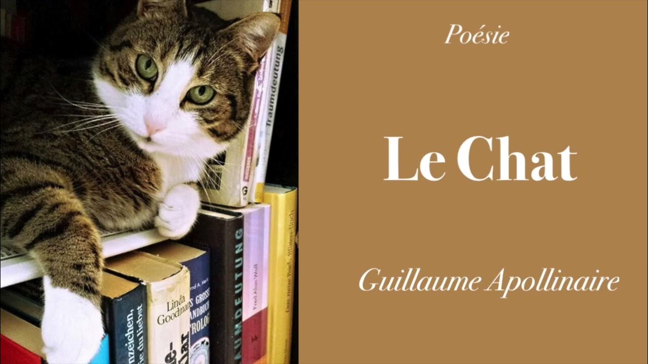 Poésie Le Chat De Sa Fourrure Blonde Et Brune www.youtube.com