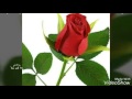 اشرررررررررد يا جاسم اشرررررررررد يا جاسم