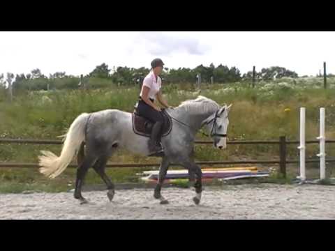 Quester - hunter/EQ horse for sale