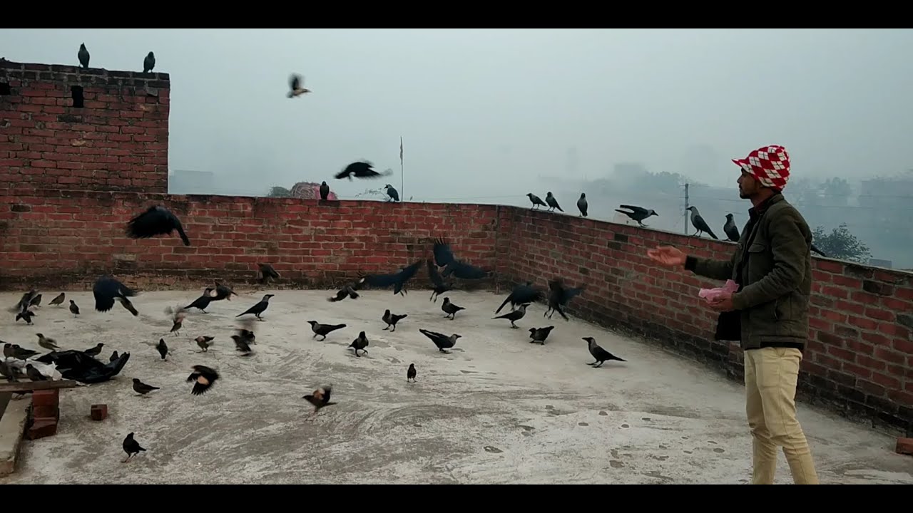 Mynah Birds 🐦 And Crow and All Birds Morning Feeding in My Roof, YO YO