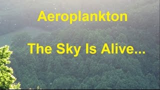 Aero Plankton - Plankton In The Air