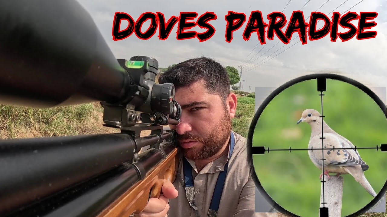 Dove Hunting with Air"Rifle P,15 Dove Paradise Series Season 20232024 in Pakistan!! YouTube