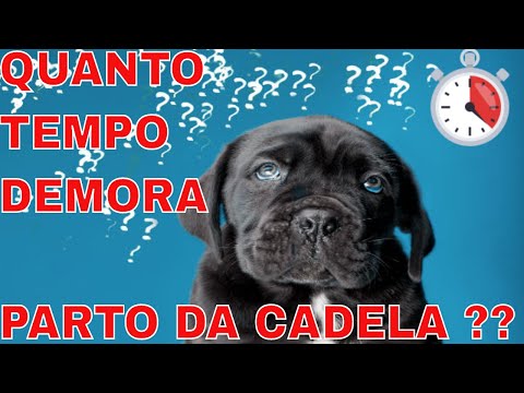 Vídeo: Quanto tempo leva para um cachorro dar à luz depois que a bolsa d'água rompe?