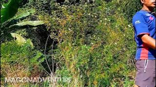 MIKAT CIGUN (Ciblek Gunung ) DI SORE HARI DI KEBUN BUNTU