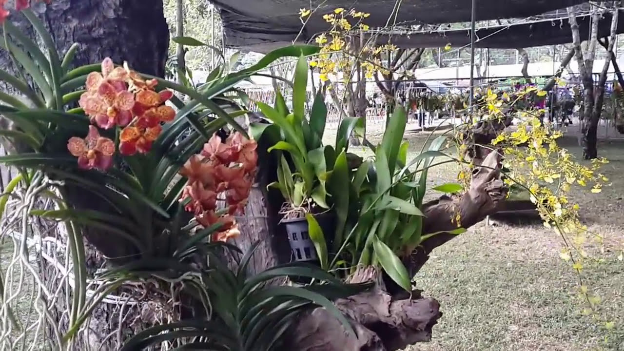 Orchids and flowers Decoration เทคนิคการประดับกล้วยไม้แบบสวนหย่อม