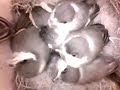 Birdcam_2010-05-14_10-19-41.wmv
