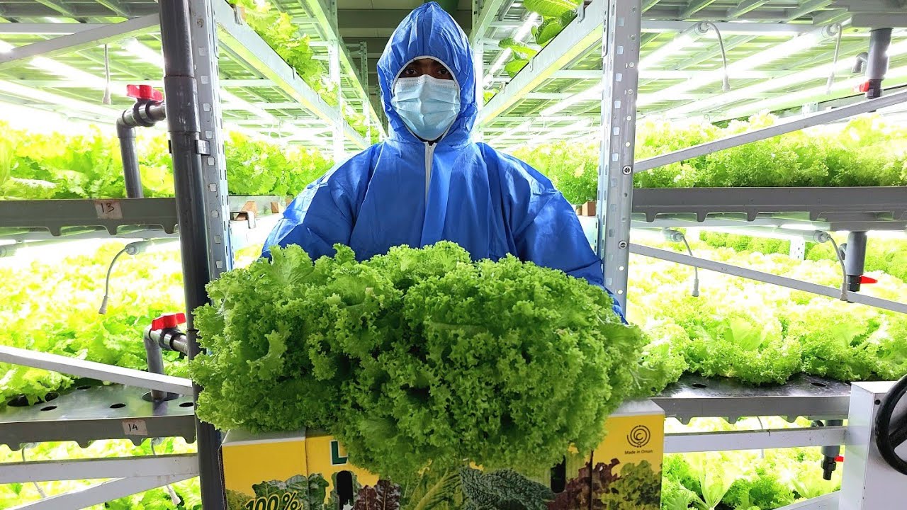 Indoor Lettuce Farming | High Yield Leafy Greens Using Modern Indoor Farming System #indoorfarming 