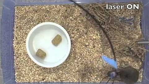 Suppressing AgRP neurons abrogates hunger