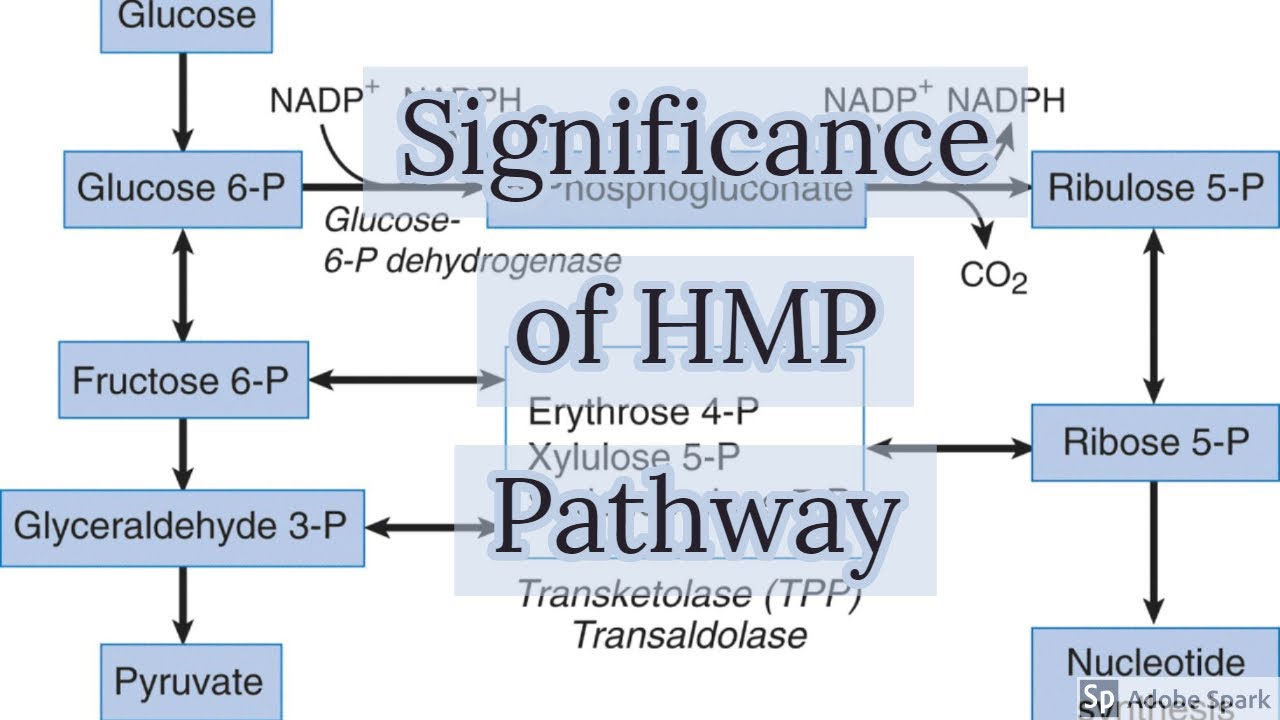 Significance Of HMP Pathway YouTube significance-of-hmp-pathway-youtube