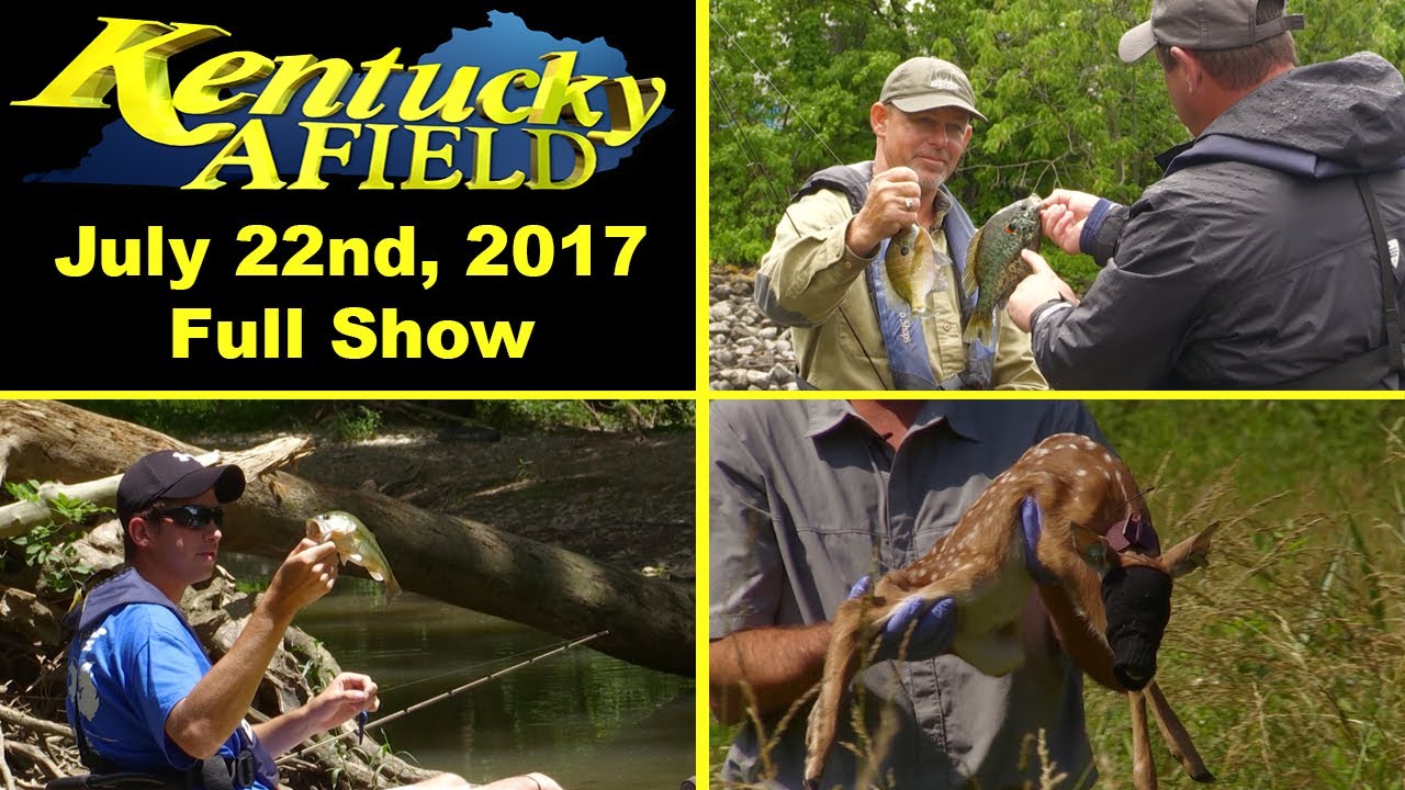 fawn upon July 22nd, 2017 Full Show - Lake Barkley Panfish, Licking River, Fawn Survival