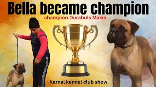 Bullmastiff female winning । became champion । karnal kennel club show jan 2024 । by Durabull kennel 73 views 3 months ago 4 minutes, 44 seconds