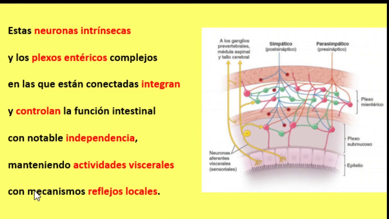 Sistema nervioso entérico
