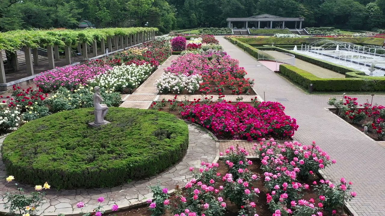 神代植物公園 21年度 春バラドローン5月14日撮影 満開のばら園の様子をご覧ください 180秒 Youtube