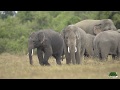 Amazing Wild Tuskers