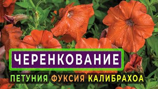 Черенкуем петунии,фуксиии,калибрахоа и другие цветы . Черенкуем петунии,фуксиии,калибрахоа и другие цветы .