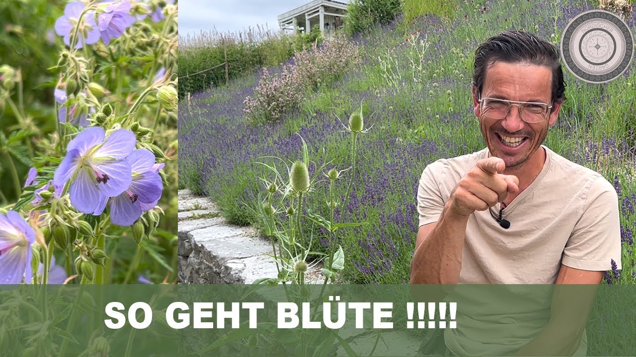 Initialbepflanzung, Gräserdeko, Blumenwiese beschleunigen durch Bepflanzung