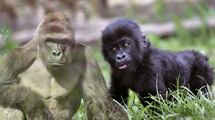 Philadelphia Zoo Is Letting The Internet Name Their Baby Gorilla