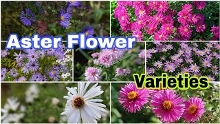 Aster Varieties: 25 Types of Aster Flowers for Your Garden