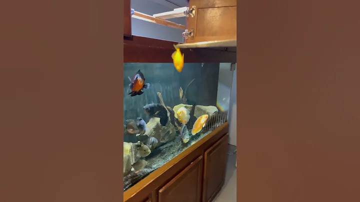Tiger Oscar Destroys Glo-Fish!! OMG
