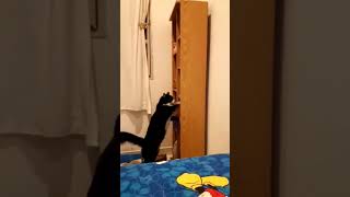 Mi Gato después de que Ordeno mi Cuarto: