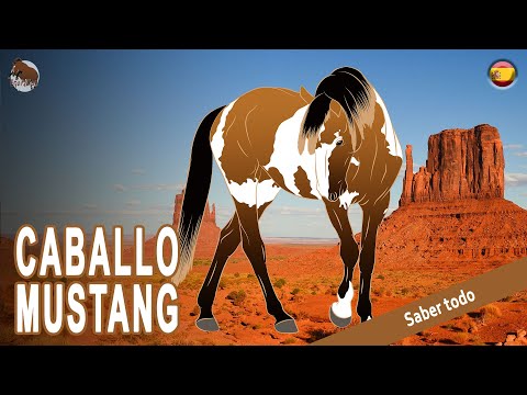 Video: Tennessee Walking Horse