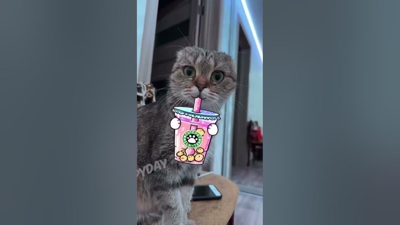 Котик #1 - YouTube