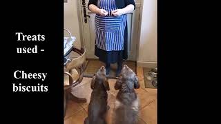 Treat catching by Rye and Trundle 9 views 3 years ago 18 seconds