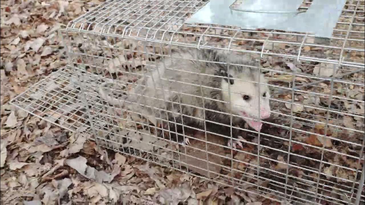 Catching a possum YouTube