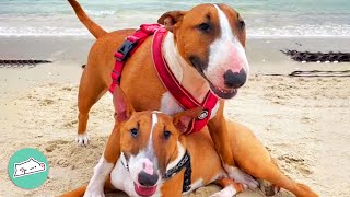 One Bold, One Shy. Two Funny Bullterriers Balance Each Other Out | Cuddle Buddies