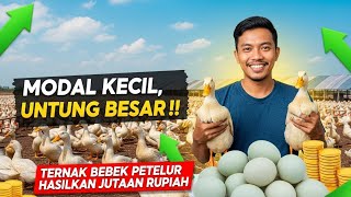 MODAL KECIL, UNTUNG BESAR‼️RAHASIA TERNAK BEBEK PETELUR SKALA RUMAHAN HASILKAN UANG JUTAAN RUPIAH