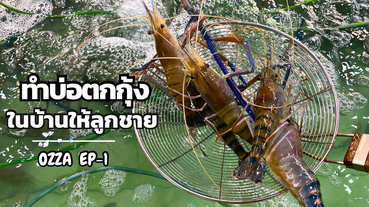 ทำบ่อตกกุ้งก้ามกรามในบ้านแบบมินิให้ลูกชายตกเล่น