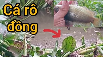 Đi câu cá rô đồng con kênh lục Bình: cuộc sống cô đơn#fishing