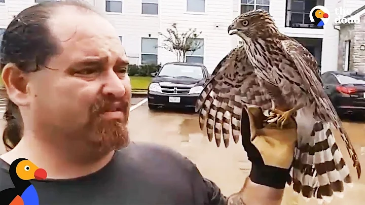 Harvey The Hurricane Hawk UPDATE: Hawk Hitches A R...