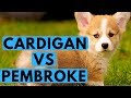 Cardigan vs Pembroke Welsh Corgi Difference の動画、YouTube動画。