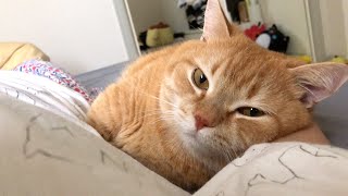 ゴロゴロ言いながらゴロゴロする短足マンチカンが可愛い-A cute cat sleeping with its owner.-