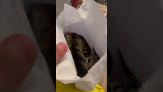 Man’s Surprising Discovery of a Cat inside Bag