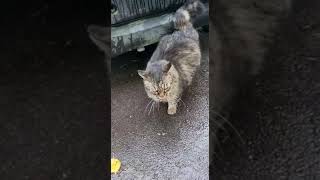 Grey stray cat in the rain by Cat lover 338 views 1 year ago 1 minute, 8 seconds