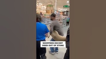 DEER CONTROL: Shoppers team up to escort wandering deer out of Illinois store #shorts #usa #animal