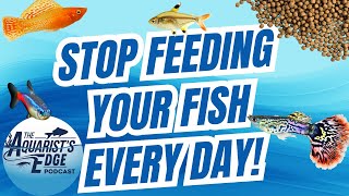 Stop Feeding Your Fish Every Day. The Truth About Fasting in Community Aquariums