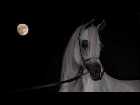 ام حمود مذكر شامخه بالطيب