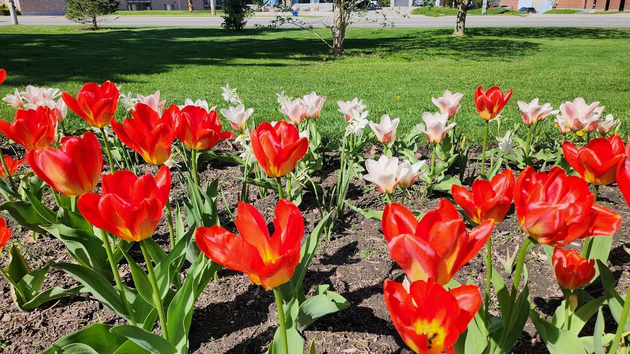 Rockway Gardens in Spring and Summer - beautiful flowers - with relaxing music 春夏季美麗的羅克威花園 