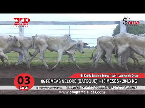 LOTE 03