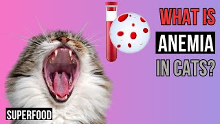 Anemia in Cats: Understanding, Symptoms, Diagnosis, and Treatment by Superfoods for CATS 85 views 1 month ago 8 minutes, 3 seconds