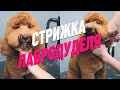 СТРИЖКА ЛАБРОДУДЕЛЯ / ЛАБРОДУДЛЬ / ОБУЧЕНИЕ ГРУМИНГУ /  Эпизод МАСТЕР-КЛАССА / GROOM SCHOOL