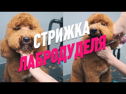 Видео: Каковы методы лечения ног грибов и дрожжей в собачьих лапах?